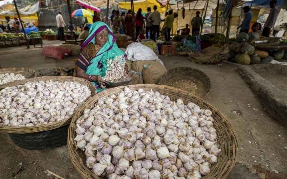 India: Garlic farmers are forced to dump garlic at low prices